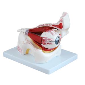 Wholesale Hospital Medical Human Eye 3d Model Anatomy With 10 Parts Orbit from china suppliers