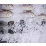 Yxfridge 1000KG/24hrs Flake Ice Making Machine For Seafood