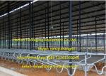 Cow Farm Customized Dairy Free Stalls Equipment With Heavy Duty Pipe / Tube