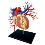 20 Parts 4d Anatomical Heart Model For Medical Teaching