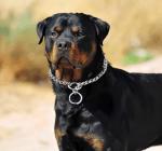 Freezx Non Slip P Chain Dog Adjustable Dog Metal Training Collar Alloy Steel