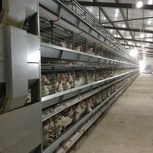 Wholesale Hot Dipped Galvanized H Type Poultry Cage , Running Feeder Chicken Wire Cage from china suppliers