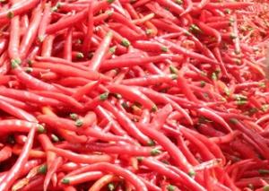 Wholesale Spicy Dried 1KG Birds Eye Chilli Ingredients Delivering Unmatched Flavor from china suppliers