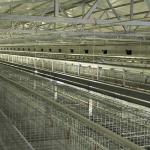 Battery Poultry Farming Equipment , Durable H Type 192 Baby Chicken Cage