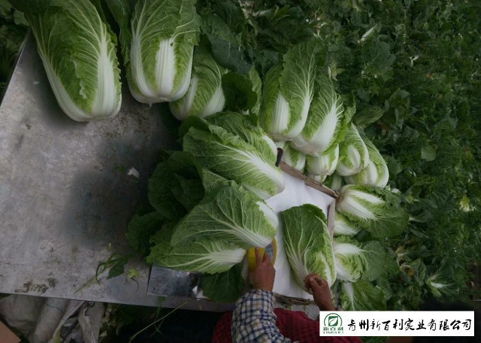 Frozen Vegetable Factory Napa Cabbage Plant Can Lower Blood Pressure