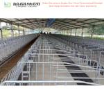 Prefabricated Cattle Goat House Steel Structure Dairy Farm Building Cow Barn