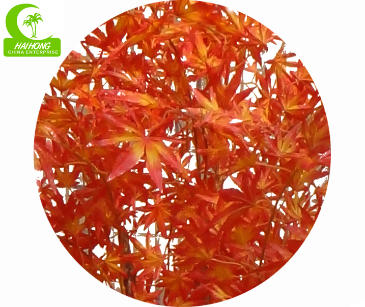 maple tree