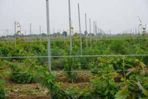 Wholesale Easily Assembled Grape Vine Poles Orchard Stakes For Wine Chateau 10ft from china suppliers