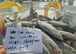 Omega 3 Natural Color 500g 1.8kg A Grade Fresh Skipjack Tuna