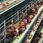 200 Birds Automatic Chicken Battery Cage For Sale Egg Layer Cage Farm Ada