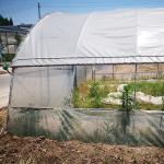 Plastic PE Film Low Tunnel Poly House Agricultural Greenhouse For Tomato
