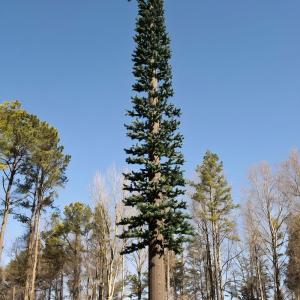 Wholesale Communication Monopole Fake Pine Tree Cell Tower ASTM A36 A572 Gr50 Cell Tower Disguised As Tree from china suppliers