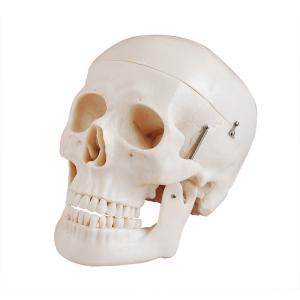 Wholesale Studying PVC 21cm 1kg Human Skull Anatomy Model from china suppliers