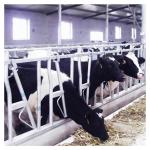 1.2m/Cow Cow Head Lock