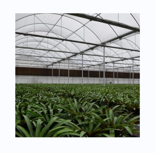 Galvanized Steel Frame Single Layer Film Greenhouse For Large Scale Commercial