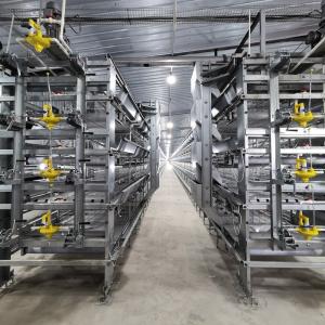 Wholesale Poultry Farming Equipment H Type Automatic System Battery Broiler Chicken Cage from china suppliers
