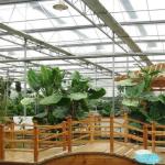 Juxiang Sheet PC Board Green House for Hydroponic Growing Systems Strawberry