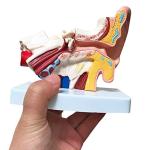 Medical Teaching Types c Anatomy 3D Desktop Inner Ear Model