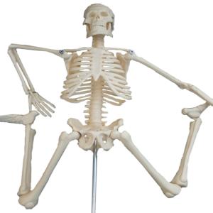 China Articulated 45cm Life Size Human Skeleton Model For Teaching on sale