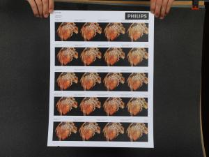 Wholesale PET White Radiology Inkjet Printing Film A3 Plus Endoscopic Ultrasound Image X Ray Film from china suppliers