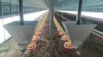 Customized Poultry Chick Line Feeder Broiler House Flooring Tube Chain Conveyor