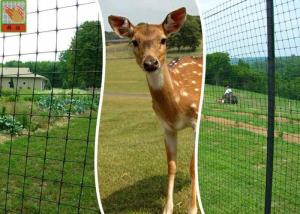 Wholesale Plastic Deer Fence Netting , Garden Deer Mesh Fencing 1.2 Meters Height from china suppliers