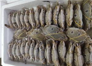 Wholesale Bulk 200g Three Spot Swimming Crab Fresh Frozen Seafood from china suppliers