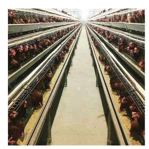 Wholesale Broiler 3 Tiers 4 Tiers Layer Chicken Cage Automatic Egg Collector from china suppliers