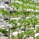 Commercial Greenhouse Single Span Tunnel Film Greenhouse with 30 Days Return