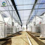 Mushroom 30m Light Dep Greenhouse Polythene Film Covered