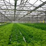 Hydroponic Plant Growth Systems Greenhouses for Optimal Results