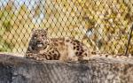stainless steel wire rope mesh tiger fencing
