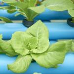 Economical Department Plastic Greenhouse With Hydroponics And Temporary Heating