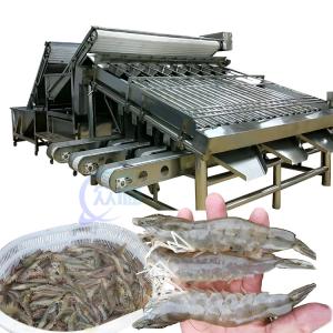 Wholesale 1500KG Fish Shrimp Grader Machine Multipurpose For Industrial from china suppliers