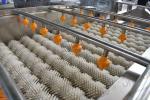 3000*1250*1350 mm Sweet Potato Vegetable Taro Yam Washing Machine for Food