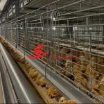 Enriched 3-Tier Poultry Cage System Stable Baby Chick Cage
