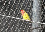X Tend Wire Rope Outdoor Aviary Netting Stainless Steel Anti - Corrosive