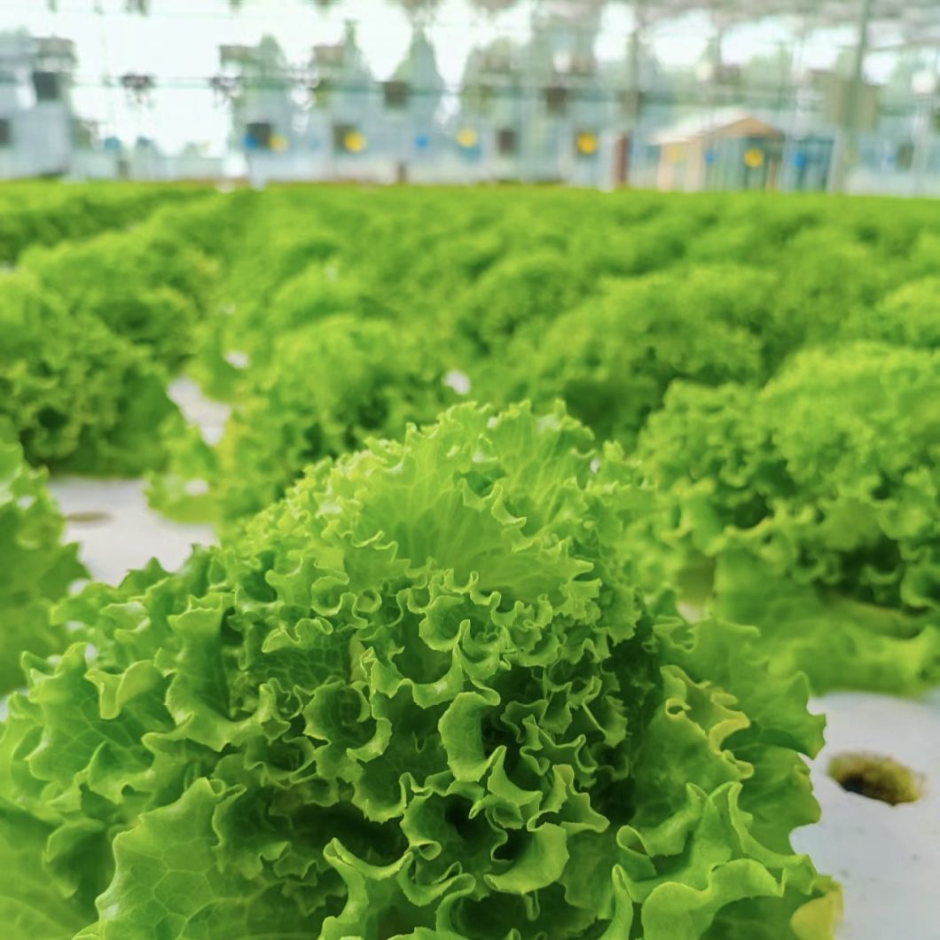 Economical Single-Span Greenhouse with Hydroponics System