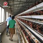 A Type 96 or 128 Capacity Automatic Layer Battery Chicken Cage