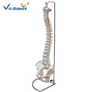 Wholesale Human Skeleton Model Vertebral Column With Pelvis And Painted Muscles from china suppliers