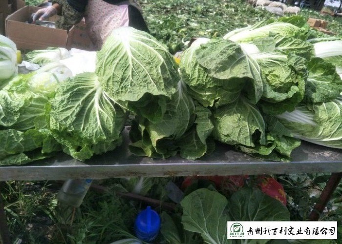 Big Size Fresh Chinese Cabbage Own Plantation Supply To Supermarket