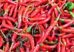 16CM Erjingtiao Dried Chilis No Pigment 8000SHU Whole Dried Red Chili Peppers