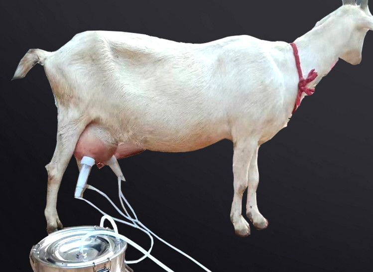 2L 3L 5L Portable Milking Machine For Cows Electric Charging Design Uses
