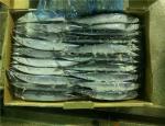 A Grade Natural Color IQF Frozen Pacific Saury Fish
