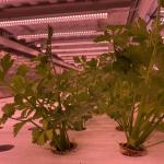 40 Feet Container Farming Plant Factory For Hydroponic Growing Lettuce Leaf