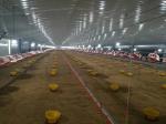 Prefab Steel Structure Chicken House Broiler Farm Steel Frame Building