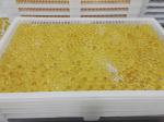 Food Grade Plastic Drying Trays Pharmaceutical Drying For Softgel Capsules and