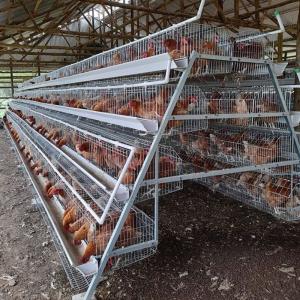 Wholesale 3/4 tier 160 birds Egg Layer Chicken Cage For South Africa Poultry Farm Chicken House from china suppliers