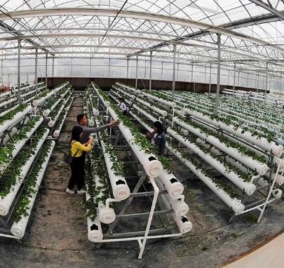 Water Saving Commercial Hydroponic Greenhouse Easy Manage Without Regional Restrictions