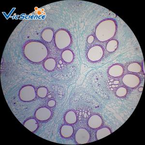 Wholesale Commercial Prepared Microscope Slides Animal And Plant Mix Suit 50pcs from china suppliers